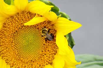 服务器攻击方式